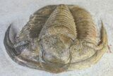 Cornuproetus Trilobite - Beautiful Specimen #58729-2